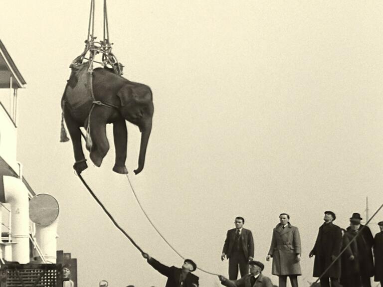2024 Soundtrack to a Coup d Etat Johan Grimonprez Elephant Cargo British Pathé