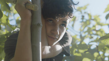 Under the fig trees3